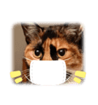 うちの猫 くるみとみさき（個別スタンプ：12）