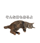うちの猫 くるみとみさき（個別スタンプ：13）