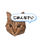 うちの猫 くるみとみさき（個別スタンプ：14）