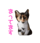うちの猫 くるみとみさき（個別スタンプ：15）