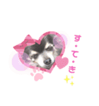 愛犬アズキ「My Love」（個別スタンプ：1）