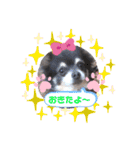 愛犬アズキ「My Love」（個別スタンプ：3）
