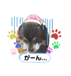 愛犬アズキ「My Love」（個別スタンプ：5）