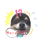 愛犬アズキ「My Love」（個別スタンプ：6）