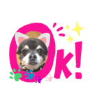 愛犬アズキ「My Love」（個別スタンプ：7）