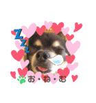 愛犬アズキ「My Love」（個別スタンプ：12）