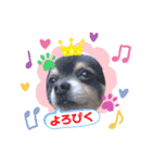 愛犬アズキ「My Love」（個別スタンプ：16）