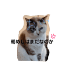 うちのネコが言いそうなセリフ（個別スタンプ：2）