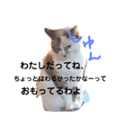 うちのネコが言いそうなセリフ（個別スタンプ：3）