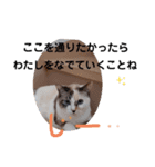 うちのネコが言いそうなセリフ（個別スタンプ：4）