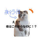 うちのネコが言いそうなセリフ（個別スタンプ：5）