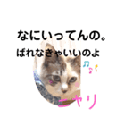 うちのネコが言いそうなセリフ（個別スタンプ：7）
