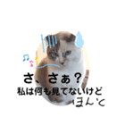 うちのネコが言いそうなセリフ（個別スタンプ：8）