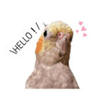 ♾️カキカキインコ レン（個別スタンプ：1）