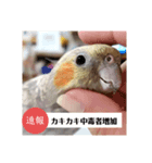 ♾️カキカキインコ レン（個別スタンプ：2）