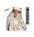 ♾️カキカキインコ レン（個別スタンプ：3）