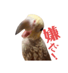 ♾️カキカキインコ レン（個別スタンプ：5）