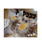 ♾️カキカキインコ レン（個別スタンプ：7）
