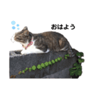 たまこだよ（個別スタンプ：2）