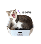 たまこだよ（個別スタンプ：3）