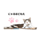 たまこだよ（個別スタンプ：10）