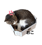 たまこだよ（個別スタンプ：16）