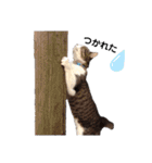 たまこだよ（個別スタンプ：20）