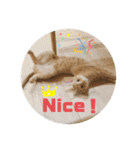 まだまだ子猫のちくわくん（個別スタンプ：1）