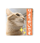 まだまだ子猫のちくわくん（個別スタンプ：2）
