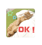 まだまだ子猫のちくわくん（個別スタンプ：3）