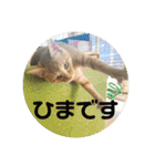 まだまだ子猫のちくわくん（個別スタンプ：4）