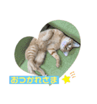 まだまだ子猫のちくわくん（個別スタンプ：5）