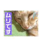 まだまだ子猫のちくわくん（個別スタンプ：6）