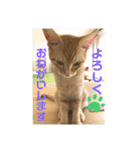 まだまだ子猫のちくわくん（個別スタンプ：7）