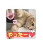 まだまだ子猫のちくわくん（個別スタンプ：8）