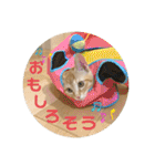 まだまだ子猫のちくわくん（個別スタンプ：9）