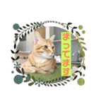 まだまだ子猫のちくわくん（個別スタンプ：10）