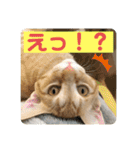 まだまだ子猫のちくわくん（個別スタンプ：11）