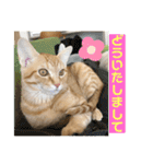まだまだ子猫のちくわくん（個別スタンプ：12）
