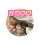 まだまだ子猫のちくわくん（個別スタンプ：14）