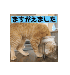 まだまだ子猫のちくわくん（個別スタンプ：15）