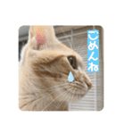 まだまだ子猫のちくわくん（個別スタンプ：18）
