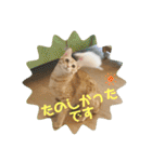 まだまだ子猫のちくわくん（個別スタンプ：19）