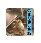 まだまだ子猫のちくわくん（個別スタンプ：20）