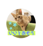 まだまだ子猫のちくわくん（個別スタンプ：22）