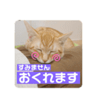 まだまだ子猫のちくわくん（個別スタンプ：23）