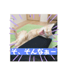 まだまだ子猫のちくわくん（個別スタンプ：24）