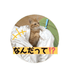 まだまだ子猫のちくわくん（個別スタンプ：25）
