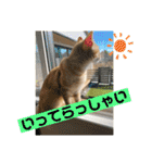 まだまだ子猫のちくわくん（個別スタンプ：26）