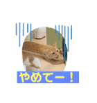 まだまだ子猫のちくわくん（個別スタンプ：28）
